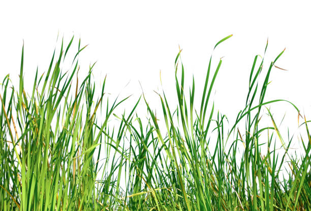 istock Long green grass and reeds isolated on white background with copy space 1399199210