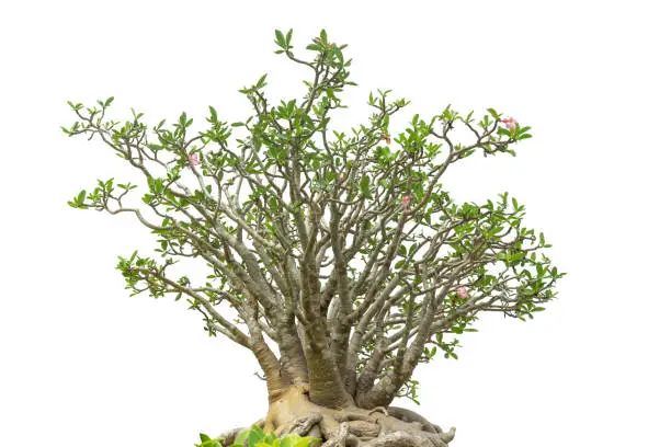 Desert Rose, Adenium tree, Isolated on white background with clipping path.