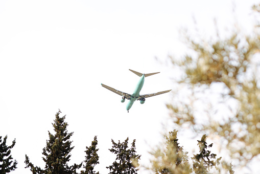 Passenger airplane flying overhead against blue sky between trees