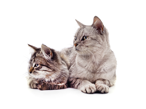 Cat and kitten isolated on a white background.