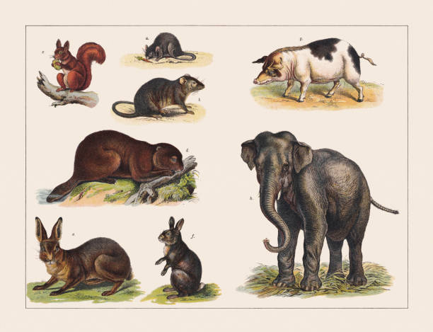 Various mammals, chromolithograph, published in 1891 vector art illustration