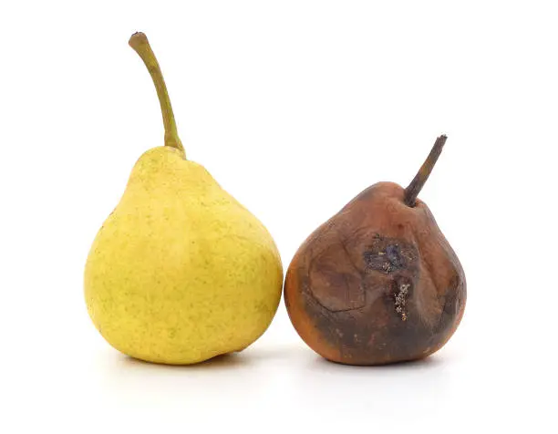 Photo of One rotten and ripe pear.