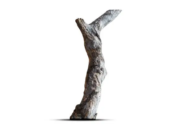 Photo of Dead tree isolated on white background.