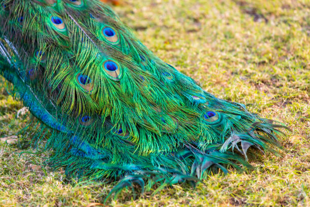 istock Peacock tail close up outdoor photo 1399201995