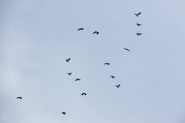 istock Seagulls fly in the sky. Great black-backed gull 1399202048