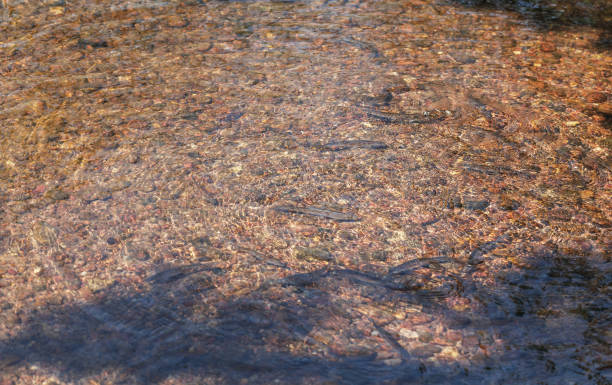 istock Flock of small fish is in a shallow river water, close up 1399202101
