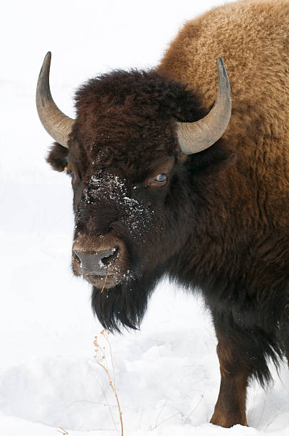 American Bison or buffalo close-up in winter stock photo