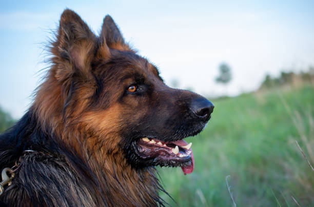 istock head of a German Shepherd Dog 1399203095