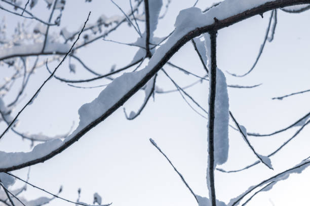 Snow covered tree. Winter landscape Snow covered tree. Winter landscape bare tree photos stock pictures, royalty-free photos & images