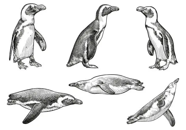 Vector illustration of Set of vector drawings of penguins