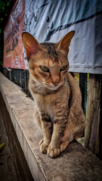 istock The cat is sitting like a cat model 1399204565