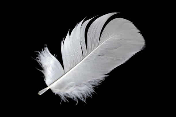 istock white feather of a goose on a black background 1399204726