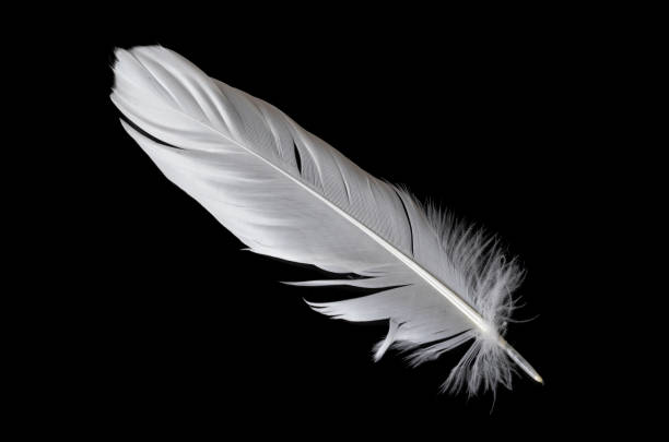 istock white feather of a goose on a black background 1399204733