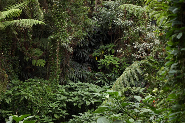 istock Landscape of the tropical forest 1399205076