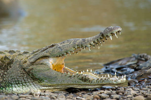 istock American crocodile opening jaws 139920651