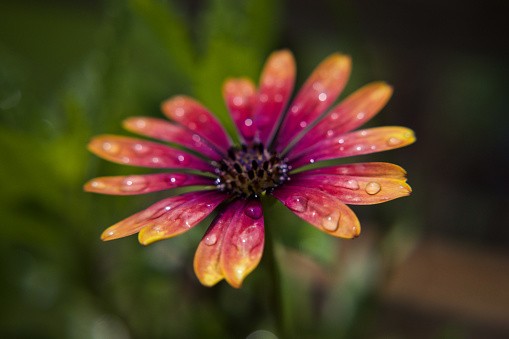 Water drops laying on a colorful flower after a rain storm