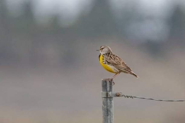 istock Western Meadowlark perched on steel fence post 1399207417