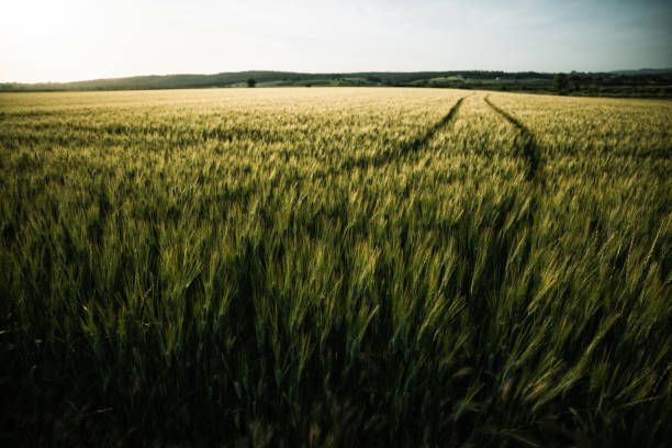 View of a barley field at dusk