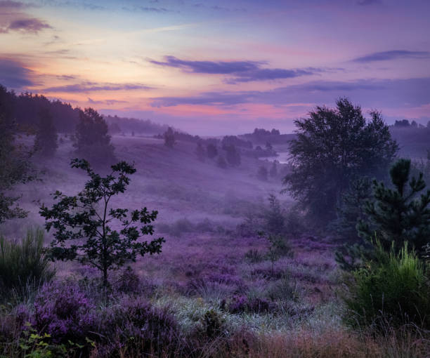 Magical morning on a purple heather