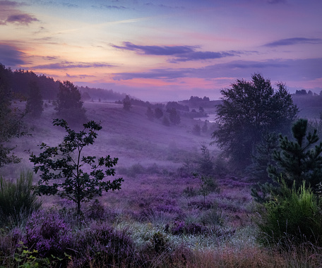 Landscape with a magical purple heather sunrise on the Mechelse Heide in Belgium