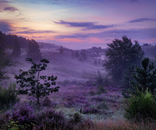 Magical morning on a purple heather Landscape with a magical purple heather sunrise on the Mechelse Heide in Belgium belgium photos stock pictures, royalty-free photos & images
