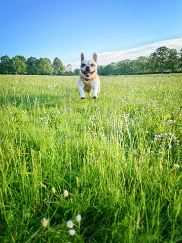 Front view of happy French Bulldog hopping on long grass field