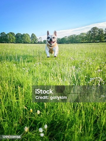 istock Dog running on wildflowers field 1399208986