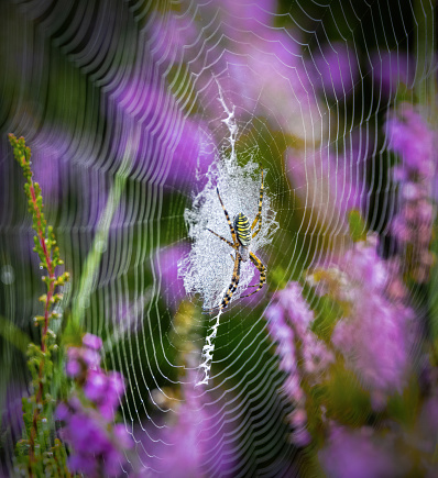 Close up of a spider in its web, with behind it a beautiful purple heather flower background