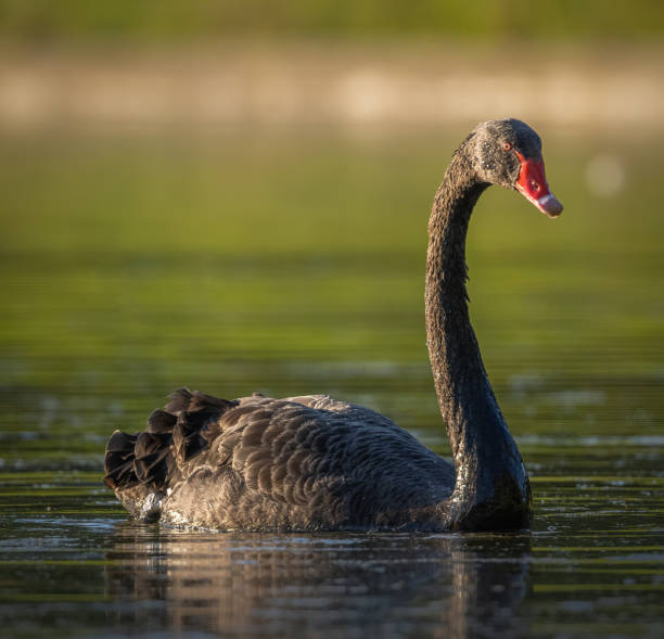 istock Beautiful black swan swimming in a pond 1399209012