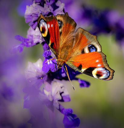 Monarch butterfly closeup on purple coneflower in garden