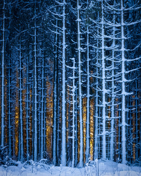 Magical scene of the early morning sun peeks through snow covered pines in the forest.