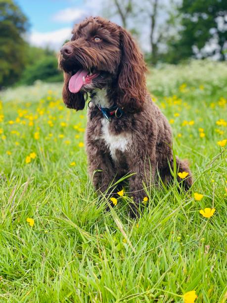 istock Cute dog sitting in buttercups 1399209571