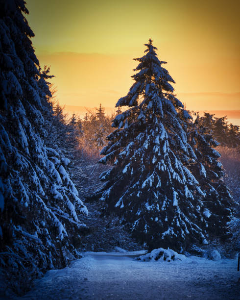 istock Moody pines at dusk in a snowy forest 1399209752