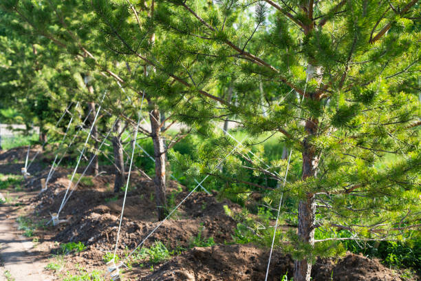 las plántulas de árboles recién plantadas (pinos) están aseguradas contra la caída del viento. - planted pines fotografías e imágenes de stock