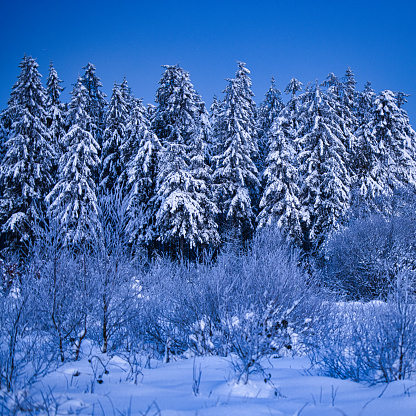 Magical snowy landscape in the Belgian Ardennes mountain forests with snow covered pine trees.