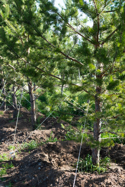 las plántulas de árboles recién plantadas (pinos) están aseguradas contra la caída del viento. - planted pines fotografías e imágenes de stock