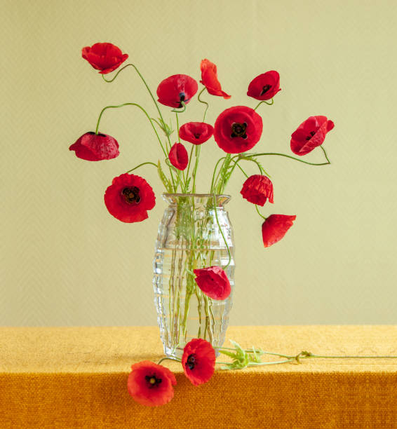 Still life with glass vase holding a bouquet of poppy flowers stock photo