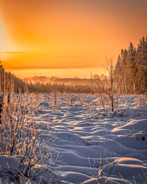 Dreamy early morning snowscape with warm sunlight and pine forest.