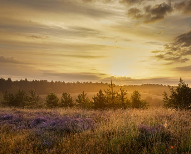 Magical morning among the heather stock photo
