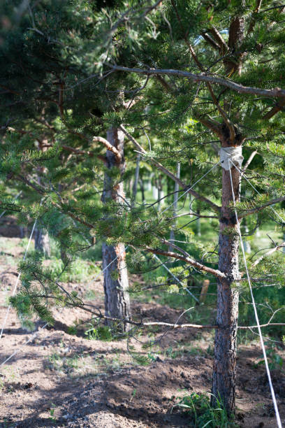 las plántulas de árboles recién plantadas (pinos) están aseguradas contra la caída del viento. - planted pines fotografías e imágenes de stock