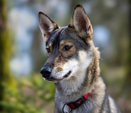 Cute husky dog outside in nature, posing for a pet portrait. Close up