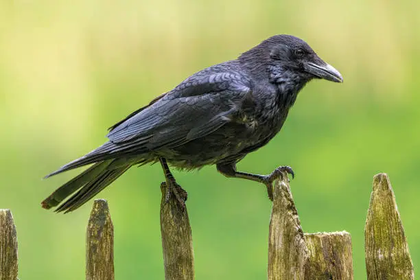 Photo of Black raven bird in profile