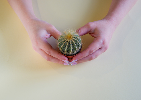 Female hands on a yellow pastel background hold a small decorative cactus in a flowerpot. Close-up on hands and plant.