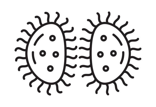 Bacteria cell divides, virus icon in line, outline style. Viral infection, amoeba, infusoria simple sign for app, web. Bacteria cell divides, virus icon in line, outline style. Viral infection, amoeba, infusoria simple sign for app, web. Colony of bacteria, microbe on Petri dish illustration. chlamydomonas stock illustrations