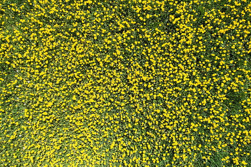Looking down on a field covered in dandelions.
