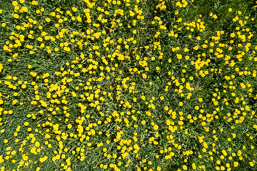 Looking down on a field covered in dandelions.