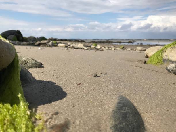 岩だらけの海辺とライムグリ�ーンの海の苔の背景を持つ海の砂のモーフの地上レベルの視点 - horizon over water horizontal surface level viewpoint ストックフォトと画像