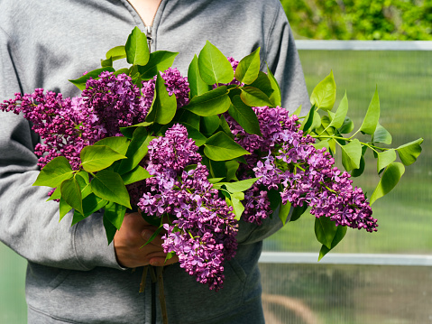A woman holding a bouquet of lilac flowers. Close-up