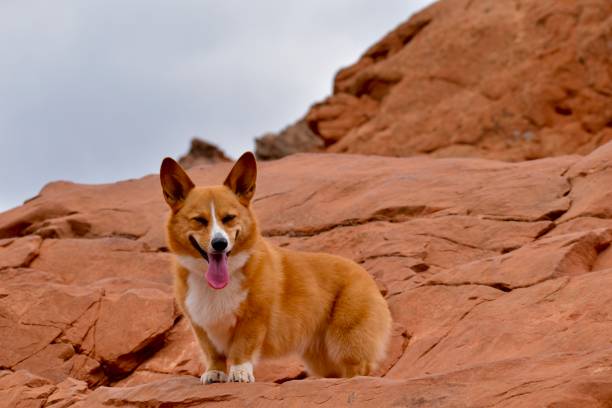 istock Pembroke Welsh Corgi On Mountain 1399211331