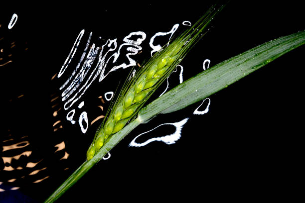 orelhas de amadurecimento verde de trigo em uma água com reflexos de flash - agricultural equipment flash - fotografias e filmes do acervo